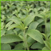 stevia_2.jpg